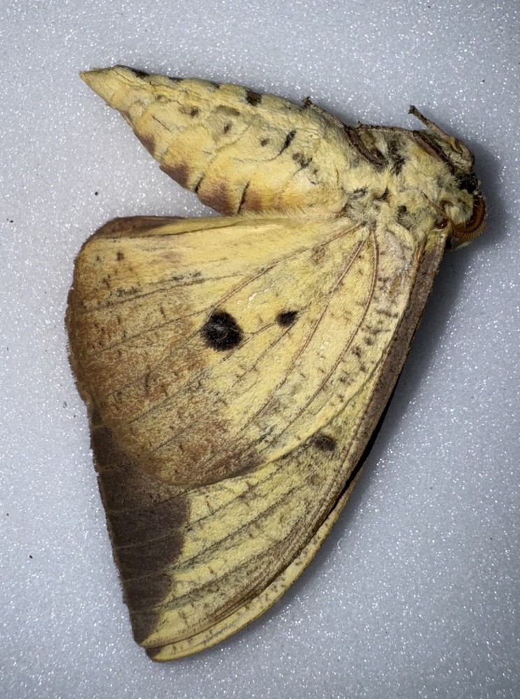 JS3 IMPERIAL MOTH 3 - Eacles Imperialis