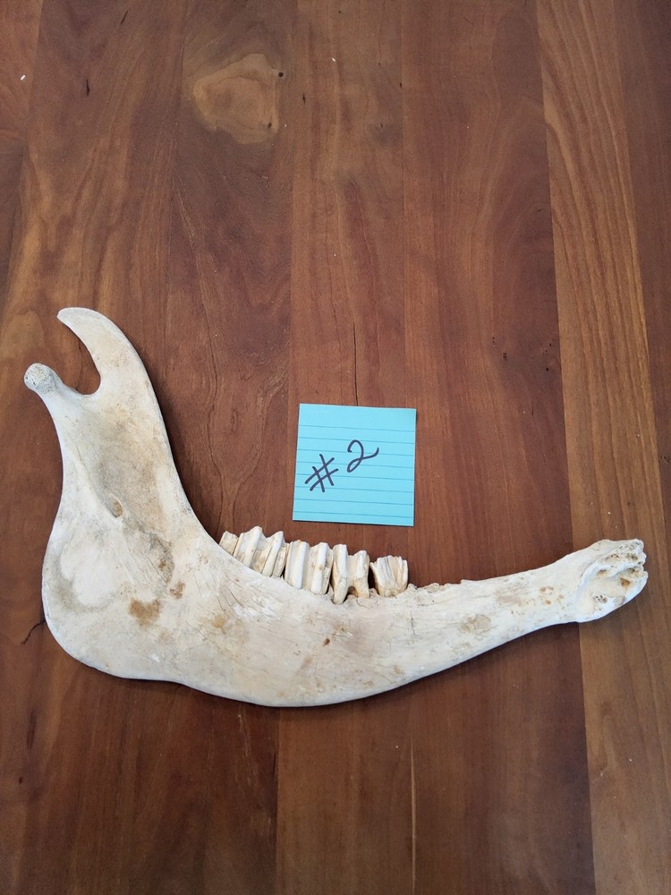 Moose Jaw bone 50 Years Old