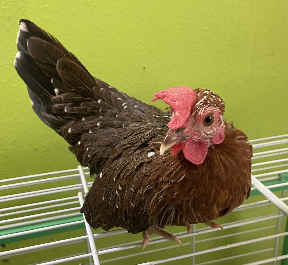 8+2 Micro Kikiriki Serama Hatching Eggs 4H Projects Teacup chickens