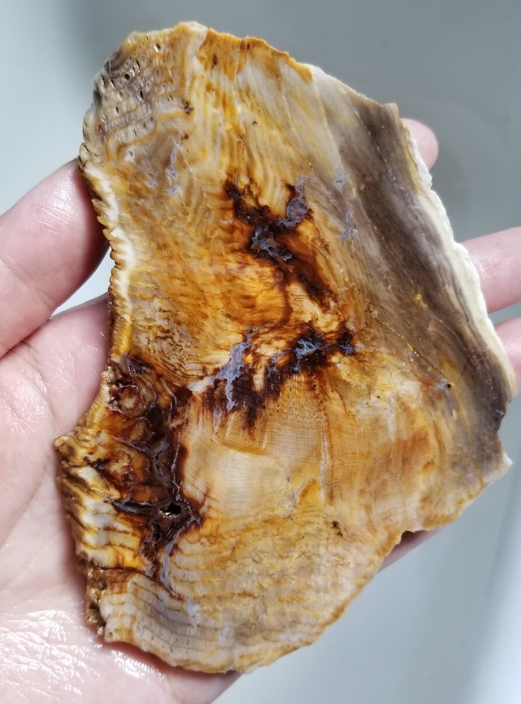 Hell's Canyon Petrified Wood Slab