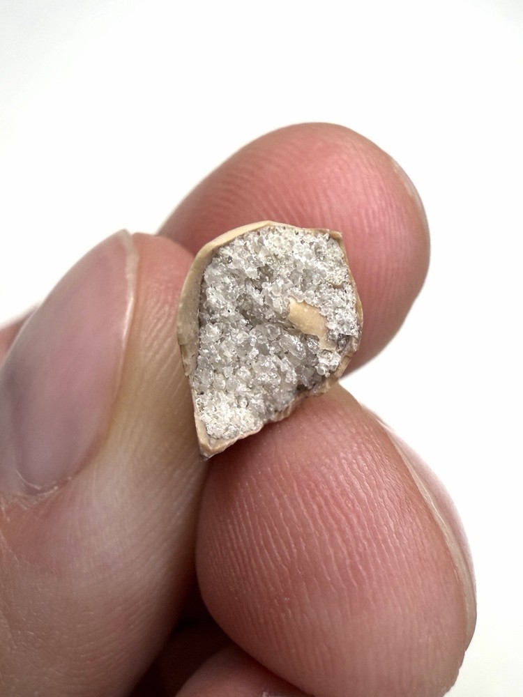 0.95” Majungasaurus Dinosaur Tooth - Maevarano Formation, Madagascar