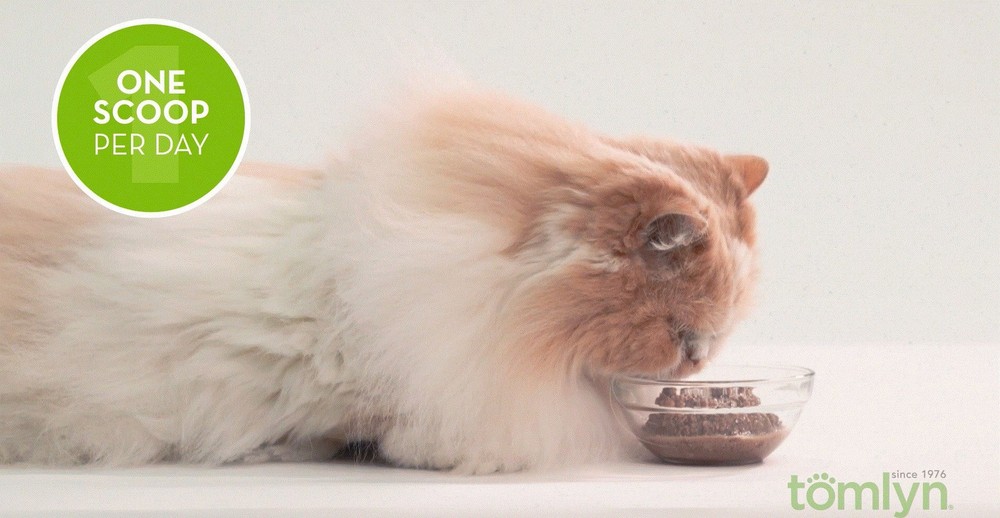 L Lysine Powder for Cats Immune Support