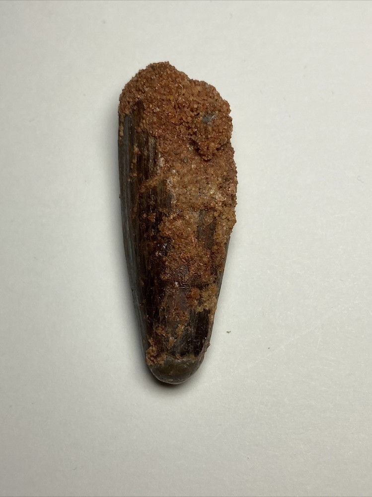 Spinosaurus Tooth Theropod Tooth
