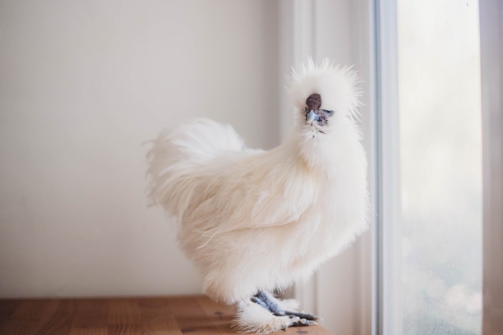 A Dozen Silkie Hatching Eggs