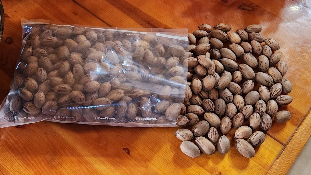 5 lbs. 2025 Fresh Crop of Texas Pecans In Shell