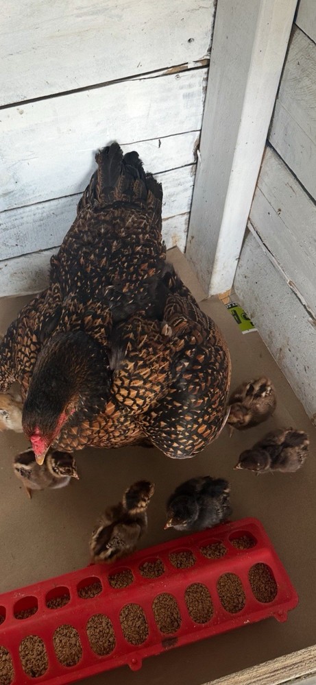12 Pure DARK CORNISH INDIAN Fertile Hatching Eggs