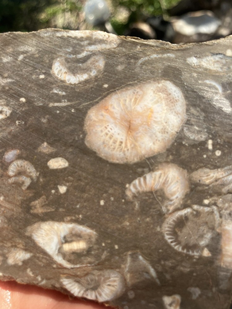 Fossil Stone Slab - End Cut (Fluorescent Under UV Light)