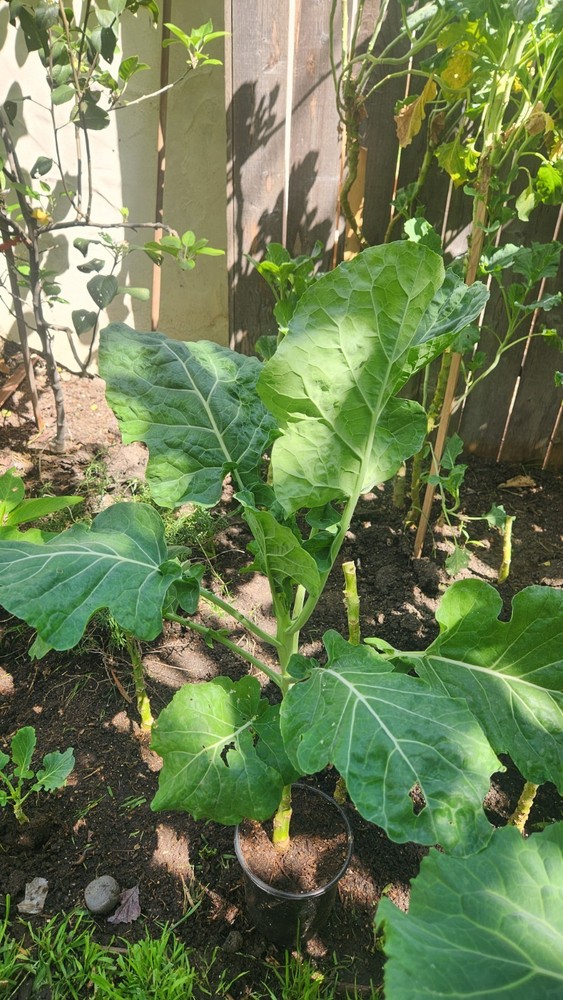 Collard Green Tree 2ea.