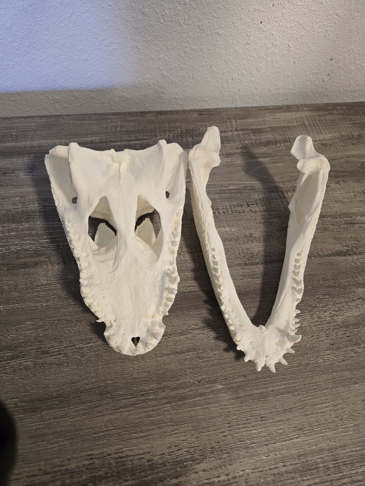 REPLICA Dwarf Crocodile Skull