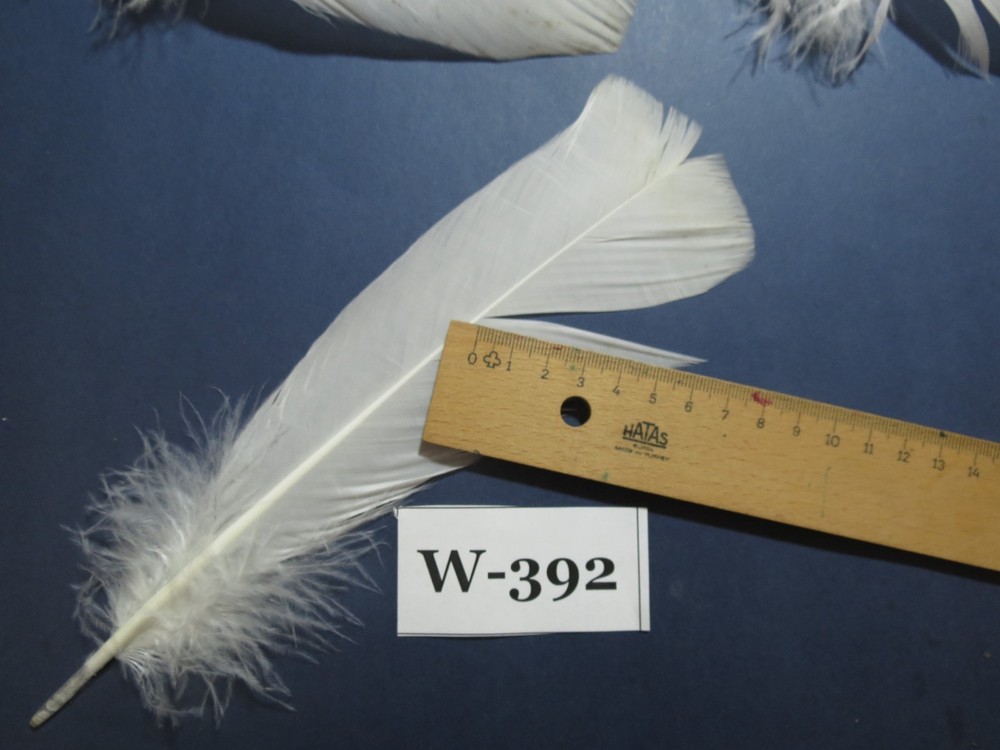20 Pcs White Turkey Pre-Tail Feathers, Fly Tying Materials,Small Tails