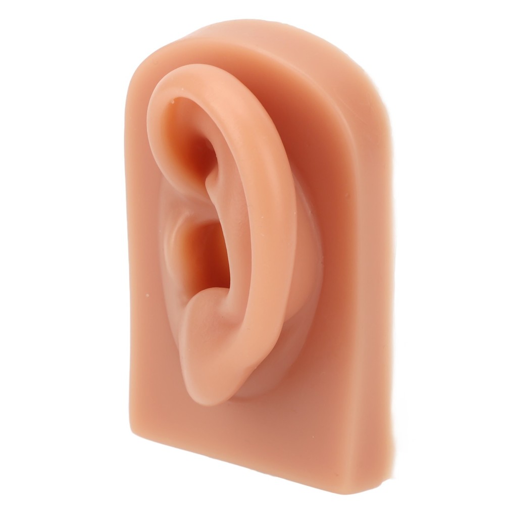 Professional Piercing Practice Ear Model For Earrings Display NEW↑