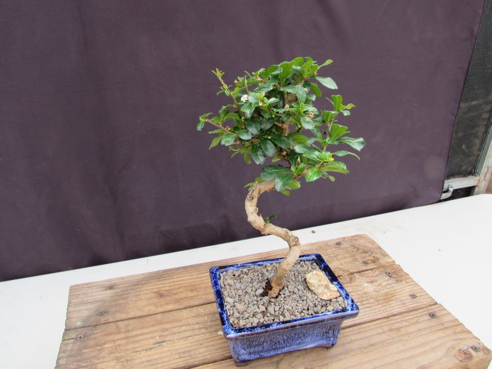 Fukien Tea Bonsai Tree - Small Curved Trunk Style
