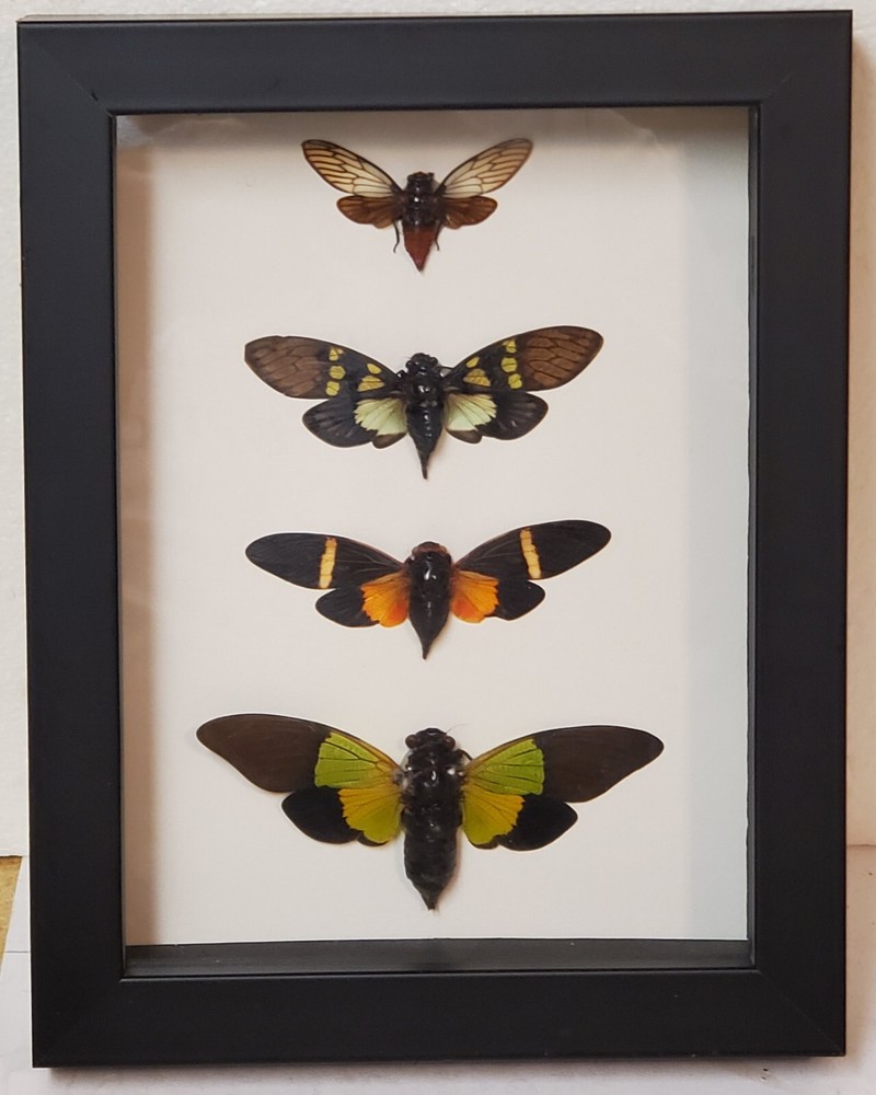 Real framed cicada display from Southeast  Asia in custom shadowbox #6