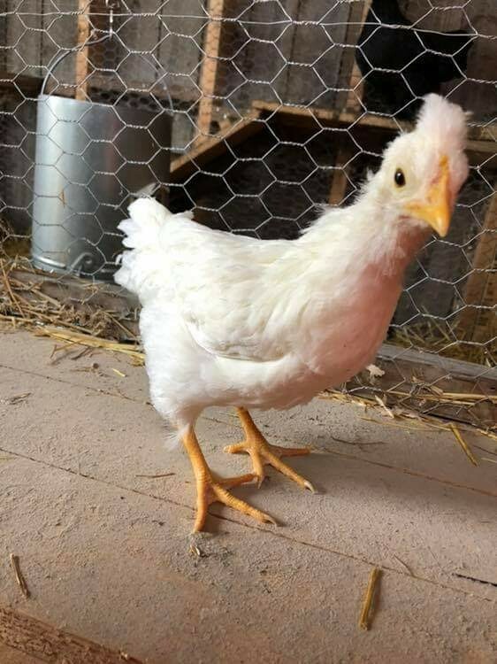*EXTREMELY RARE* White Legbar Chicken Fertile Hatching Eggs -BLUE EGGS