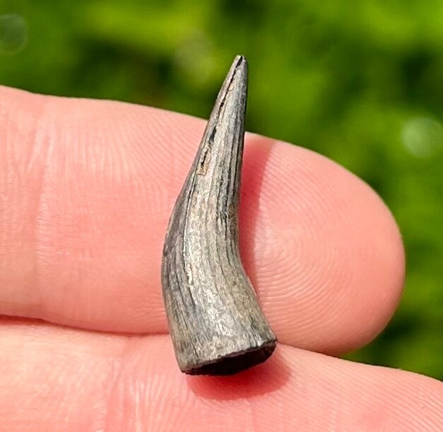 Fossil Crocodile Tooth Indonesia Croc Dinosaur Tooth Reptile Indonesian Java