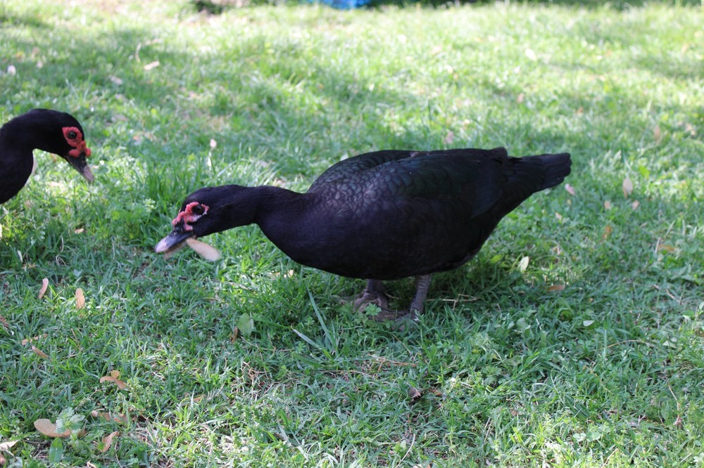 Exhibition Quality Muscovy Hatching Eggs 96% solid BLACK ducks only 12 eggs