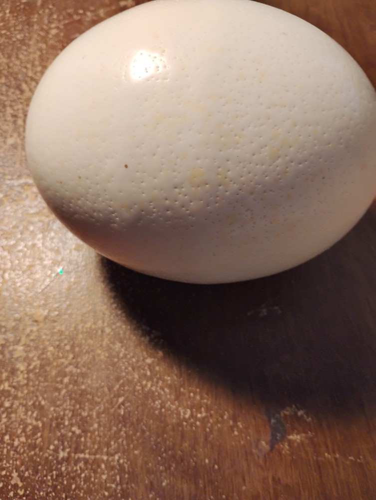 Empty ostrich egg drained