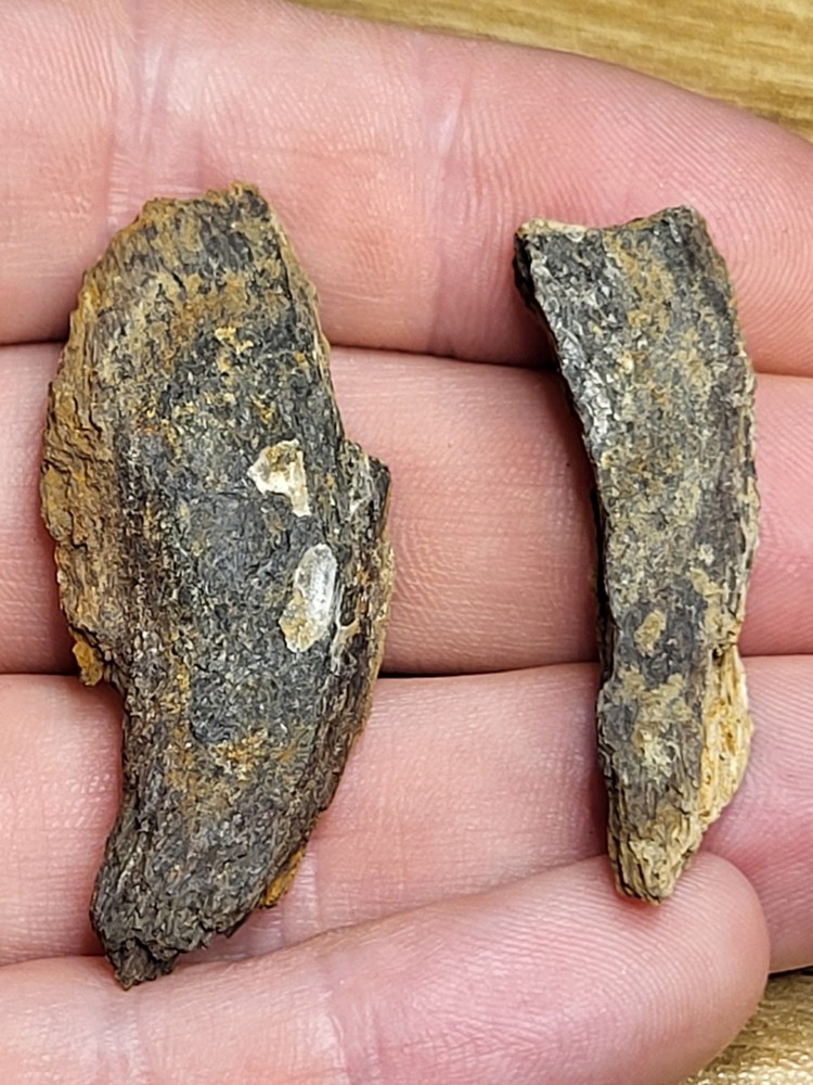 Two real Hell Creek Dinosaur Bones Triceratops Hadrosaur (Ref7906)