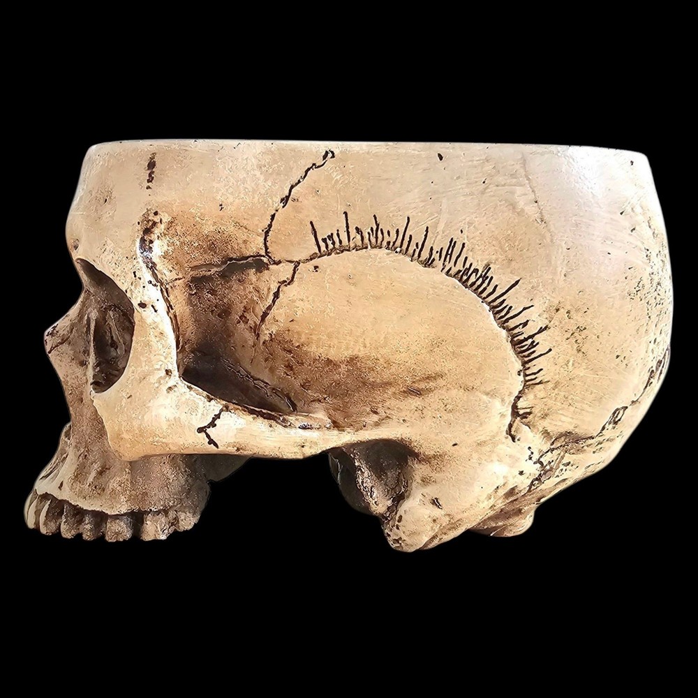 Trunk Of Requirements Experimental Test Subject Skull