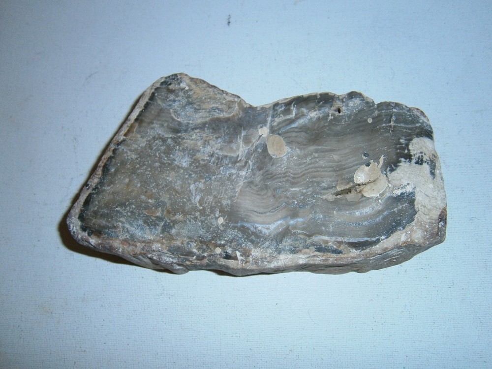 Petrified Wood Specimen