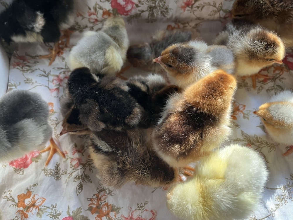 Swedish Flower Eggs 15+ Pack