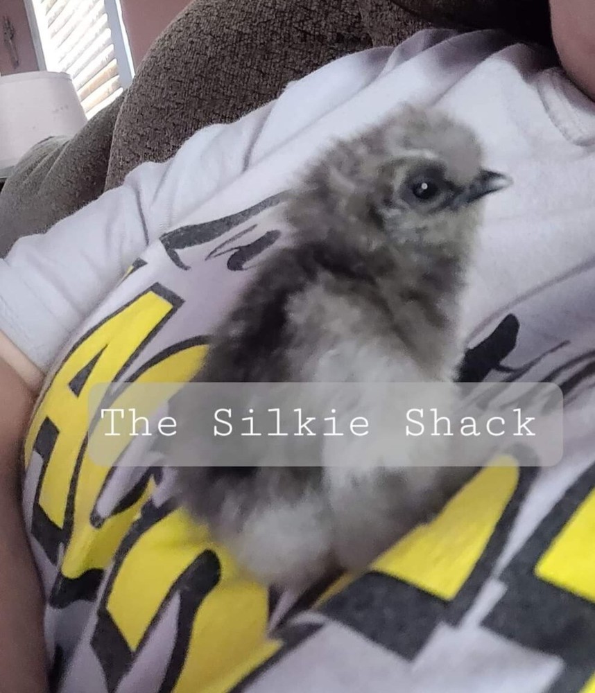 Silkie Chicken Hatching Eggs NPIP Certified