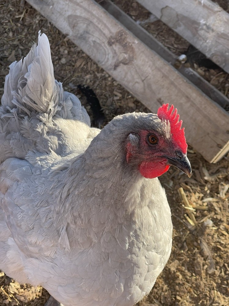 12+ Barnyard hatching eggs