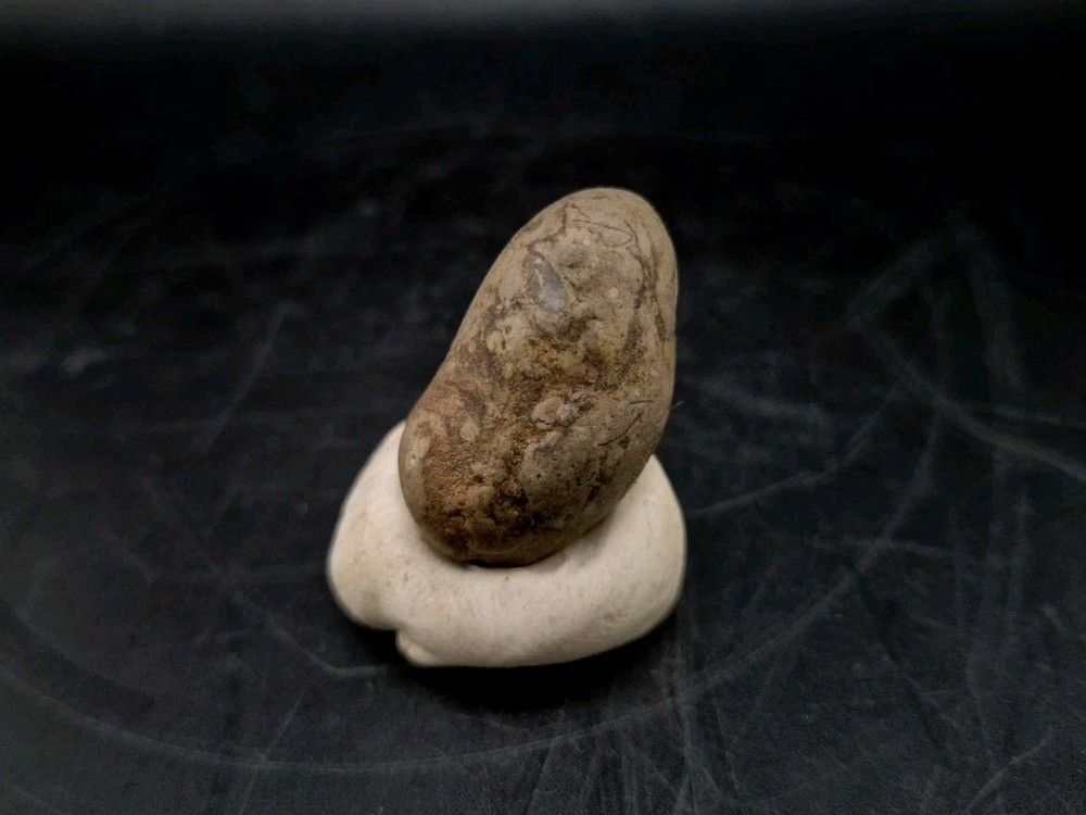 Real Fossil Dinosaur Egg Embro Permineralized Uv Reactive Raptor
