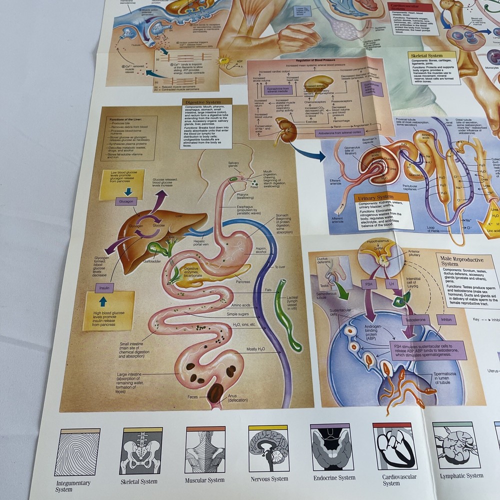 WALL CHART Physiological Interactions 21x32 8 Fold-out Panels 1989 poster