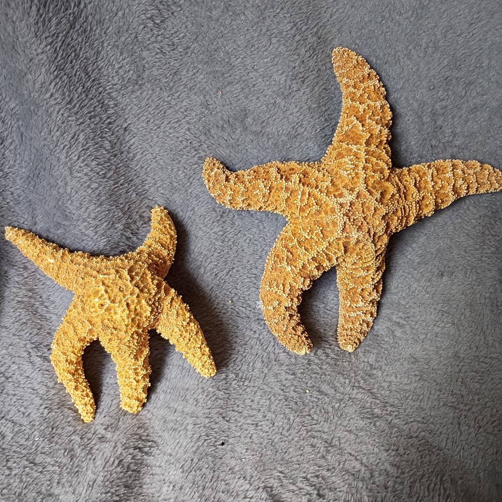 starfish fossil Decor Lot 2
