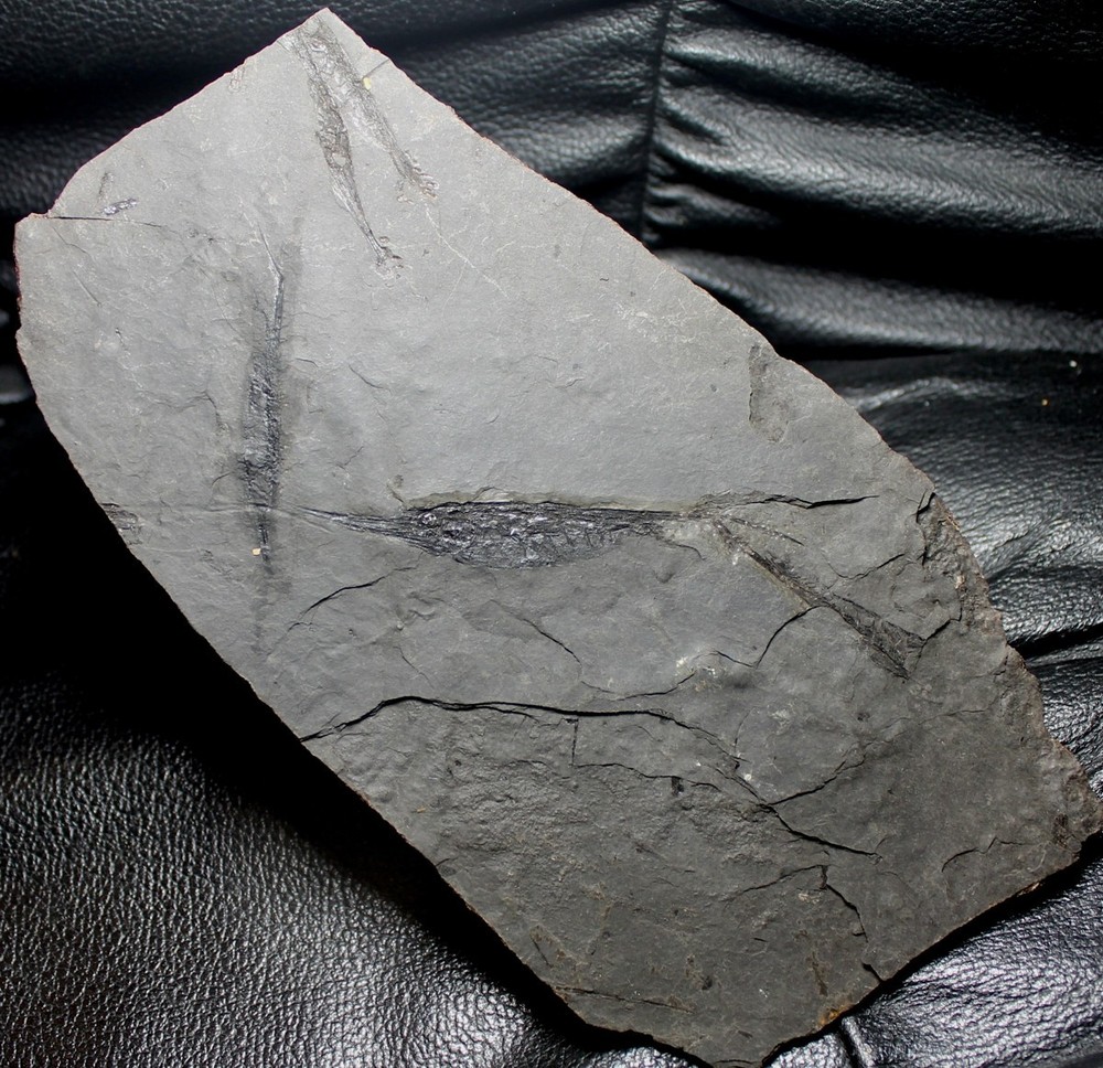 Centriscus - The best, big fossil fish