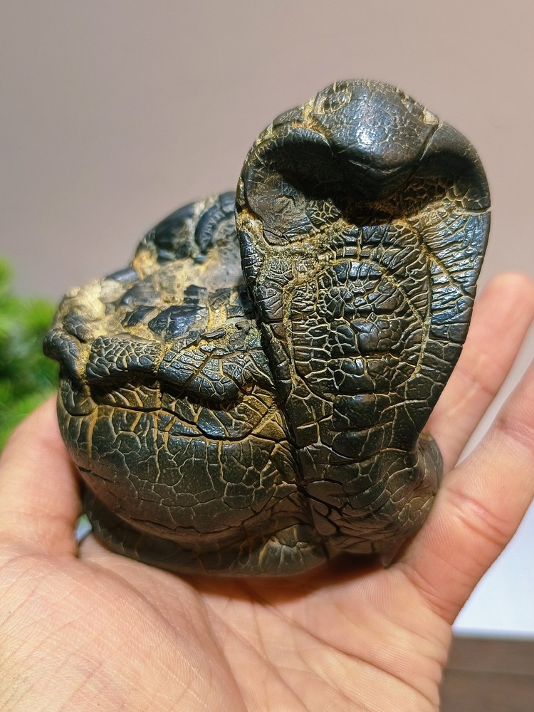 China Natural stone "tortoise back pattern" stone Moire stone 847964