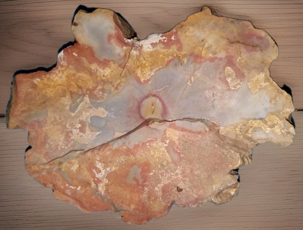 Petrified Rainbow Wood Rough 11 oz