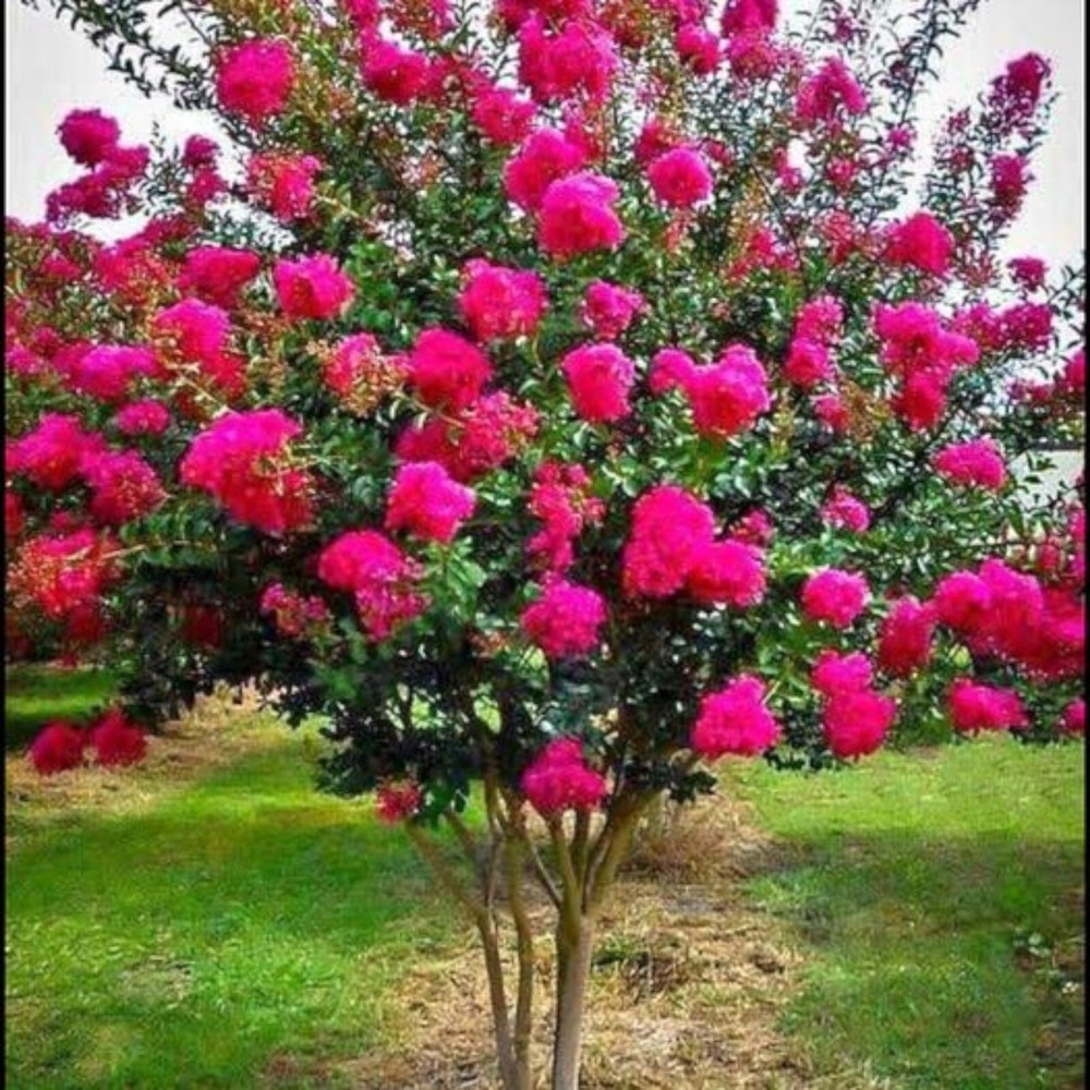 Crepe myrtle tree seeds 50 seeds.