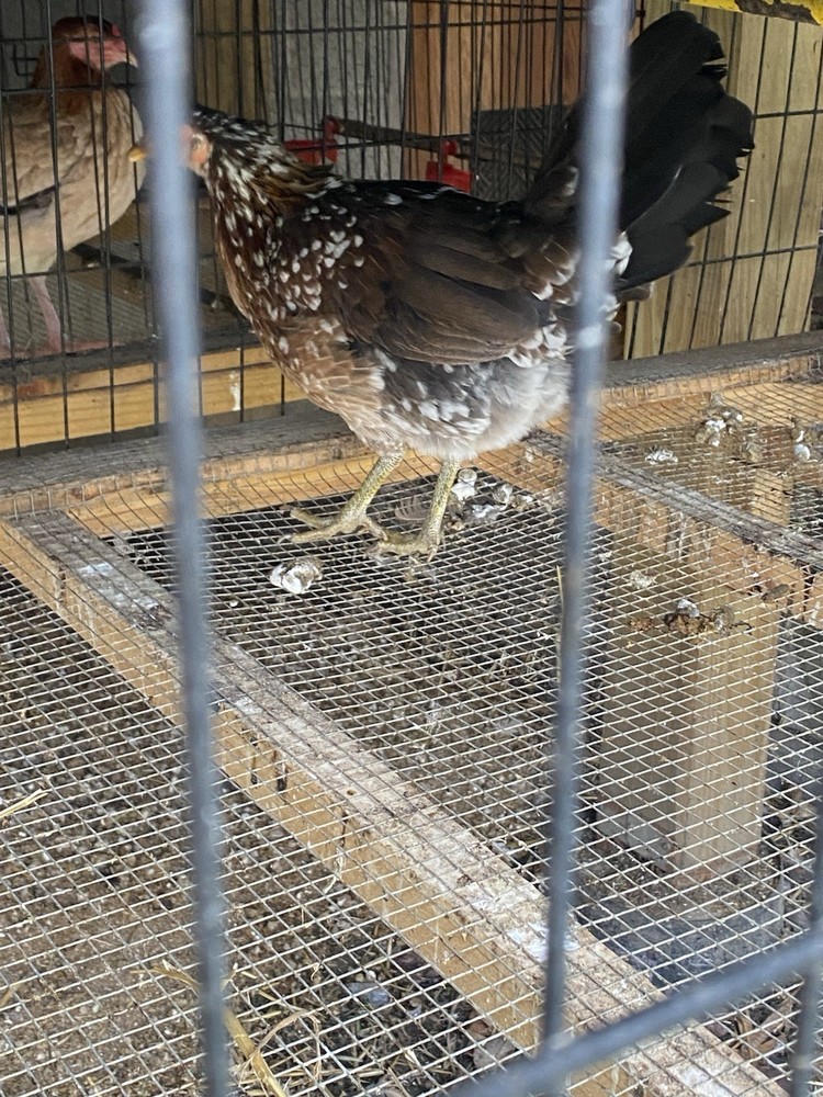 10+Pure Spangled poultry hatching eggs