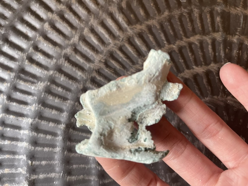 Petrified rock, mineralized, crystallized, stone bone spine