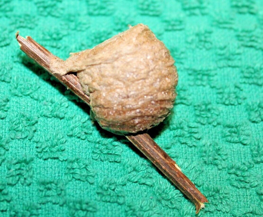 15 PIECES PRAYING MANTIS EGG CASE OOTHECA NATURAL PEST CONTROL