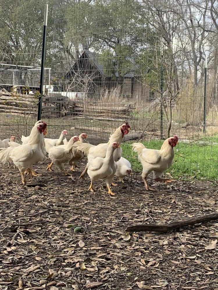 6 Largefowl White Cornish Hatching Eggs