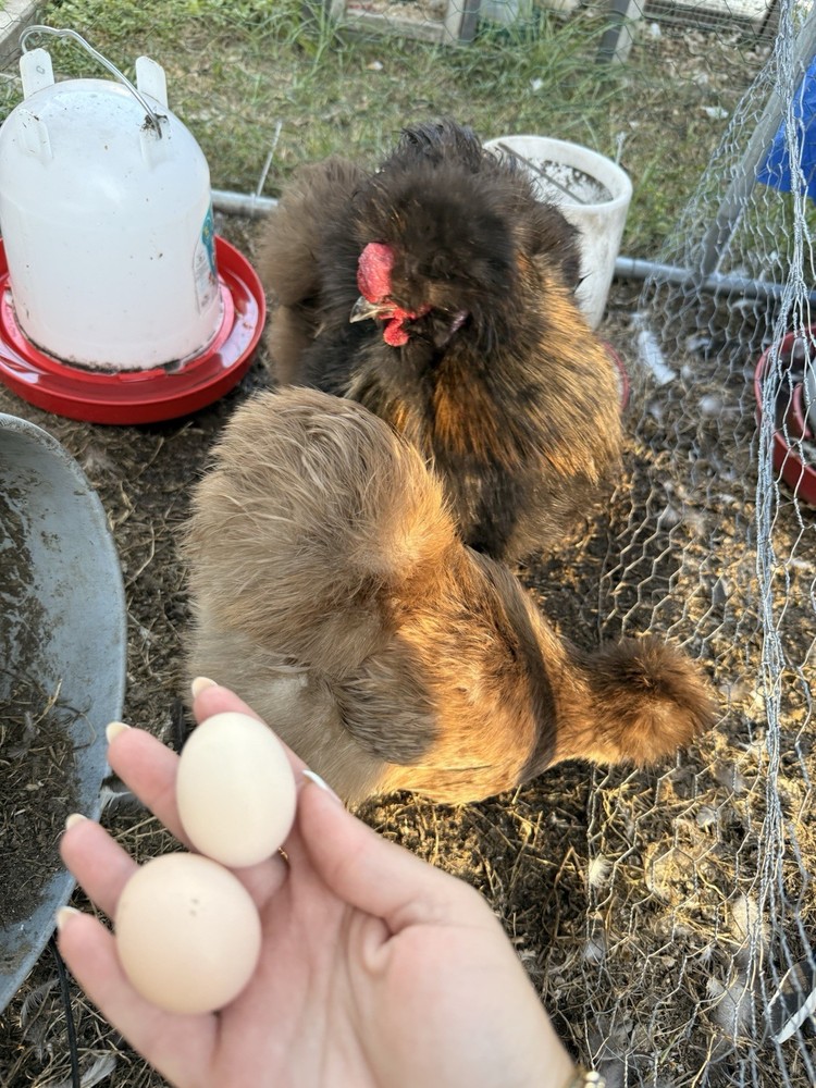 6 ct hatching silkie assorted colors