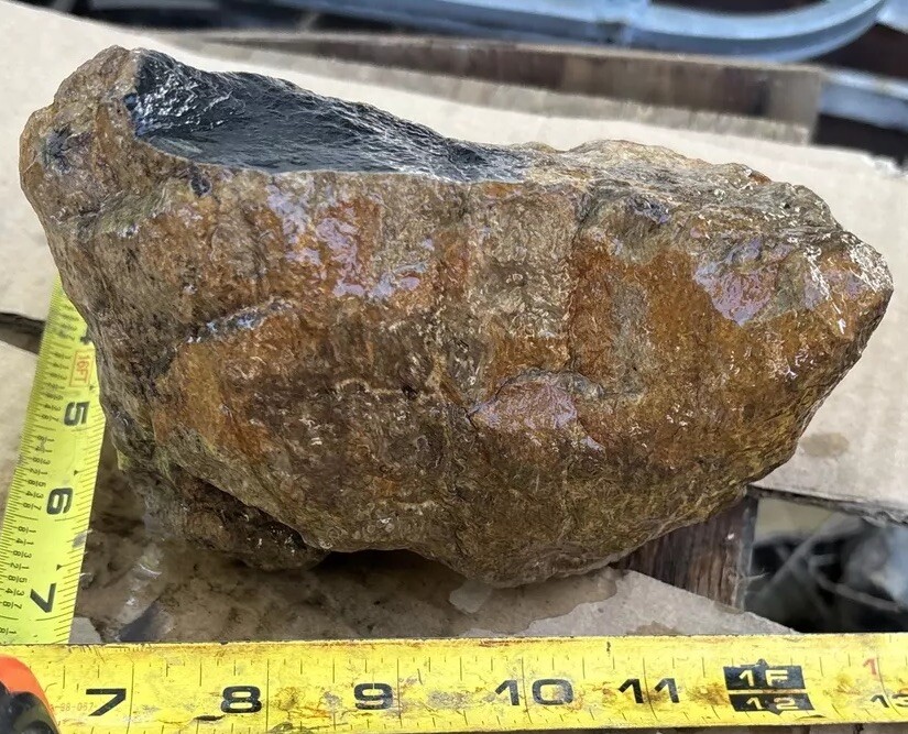 Tempskya petrified Palmwood