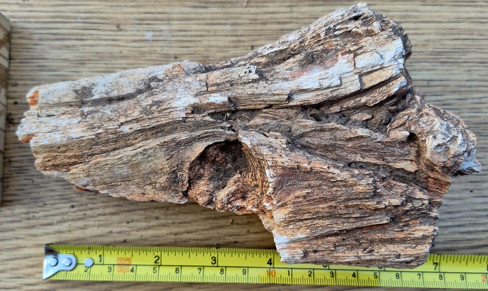 Large Texas Petrified Wood Knot