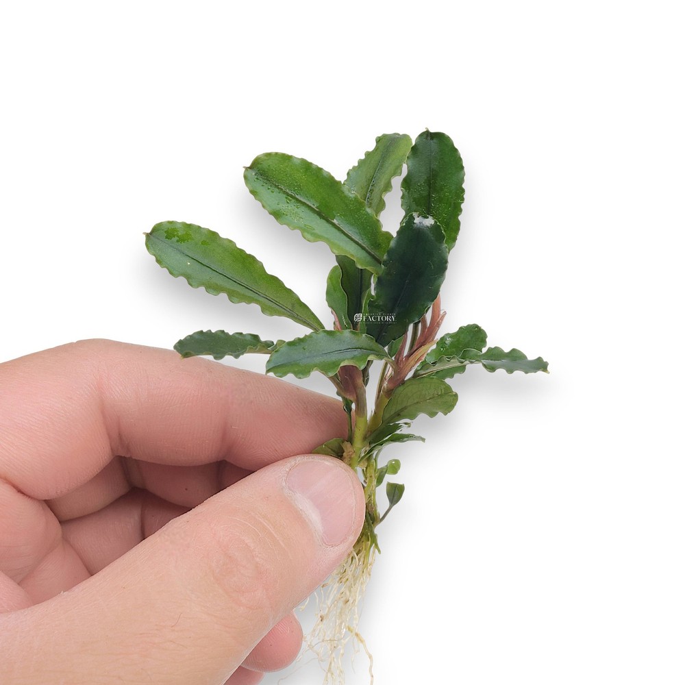 Bucephalandra Artemis