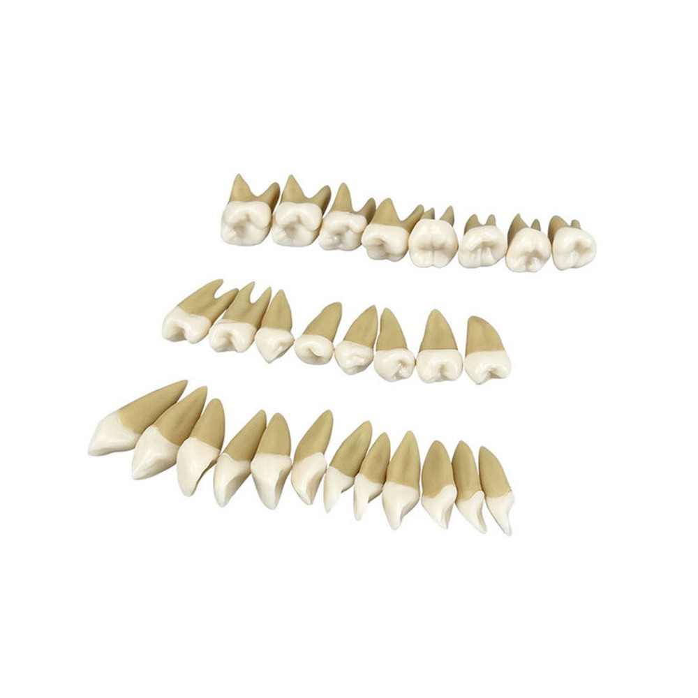 M7021 Standard Replacement Teeth 28Pcs Training Demonstration Study Teeth