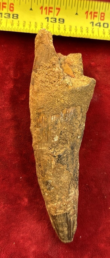 Authentic 4” Spinosaurus Tooth Fossil
