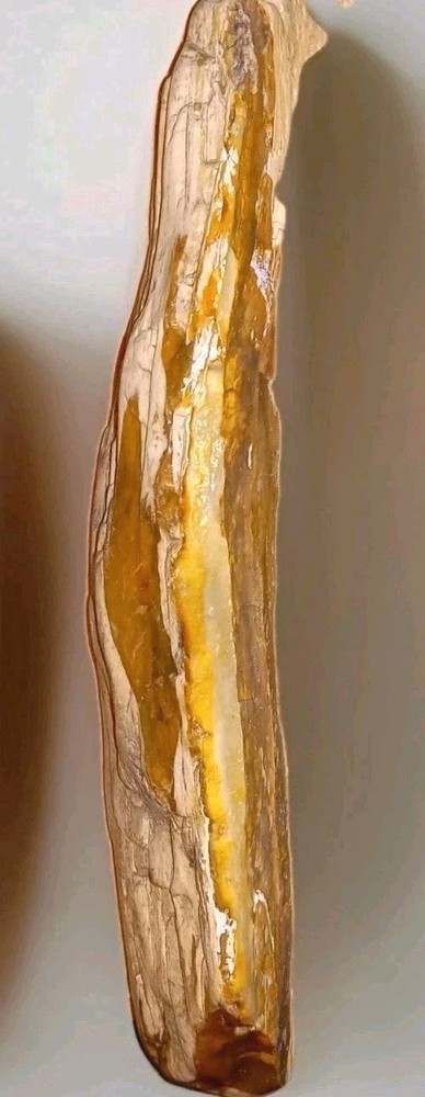 Petrified Wood Rough AZ 8.5 oz