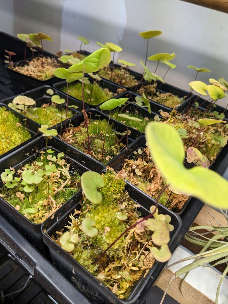 Utricularia reniformis (f. courte)