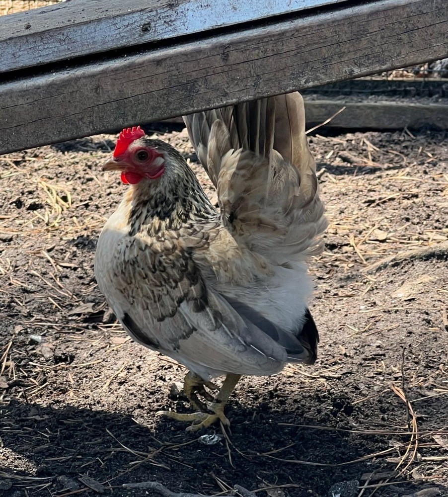 Serama Hatching Eggs *various feather* 10eggs +extra