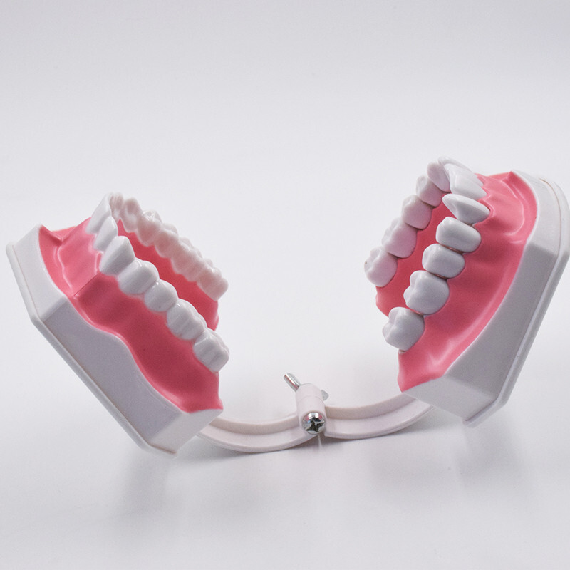 10Pcs Dental High Quality Study Teeth Model Colgate 2Times Large With Removable
