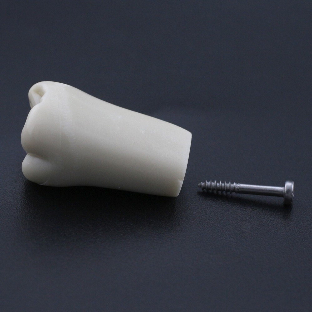Dental Typodont Model Columbia 860 Mounting Pole Removable 32pcs Teeth Dentoform