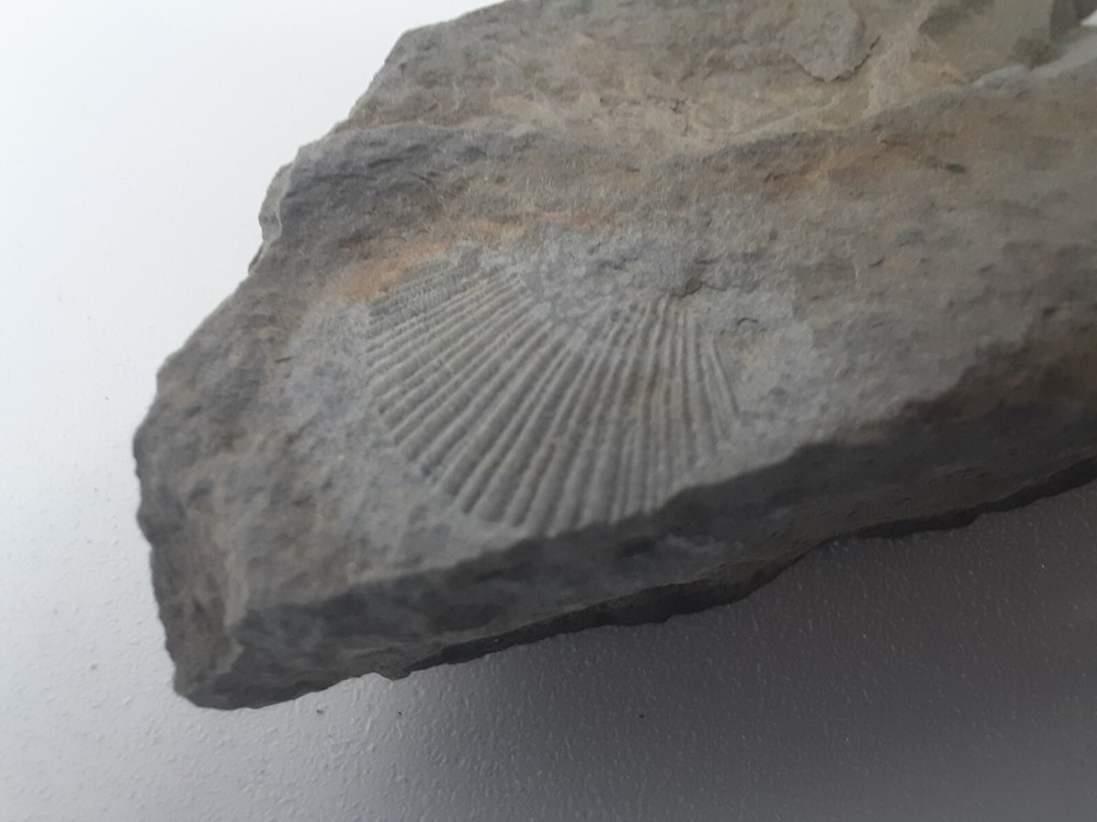 Fossil Shell carboniferous Paliozoic devonian Pennsylvanian fossilized VA